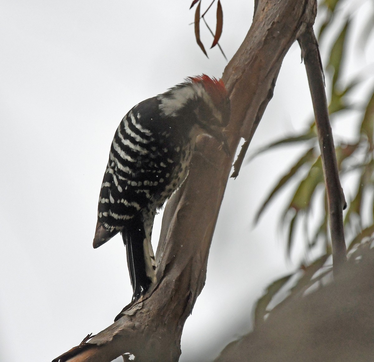 Nuttall's Woodpecker - ML617789821