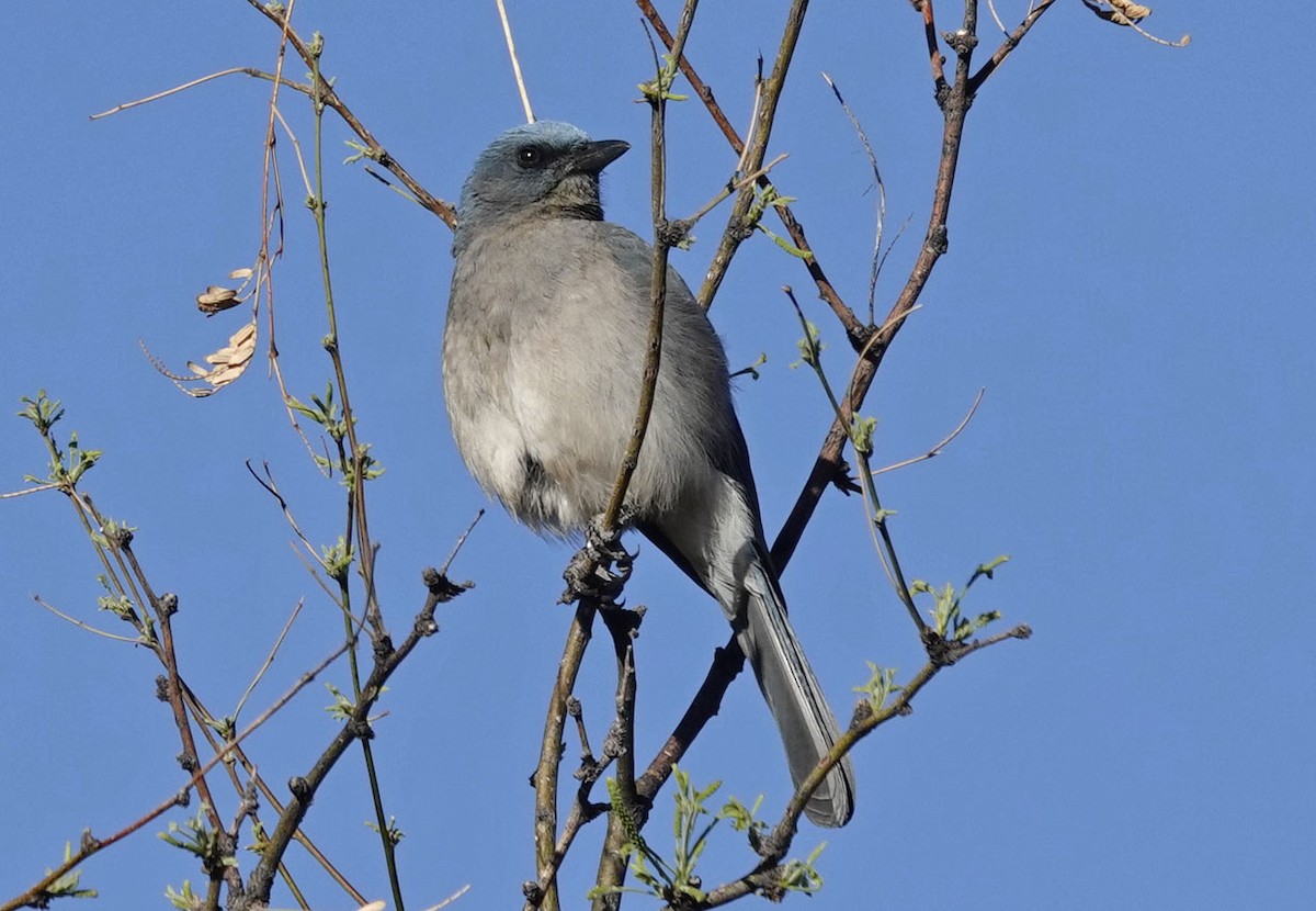 Mexican Jay - ML617789868