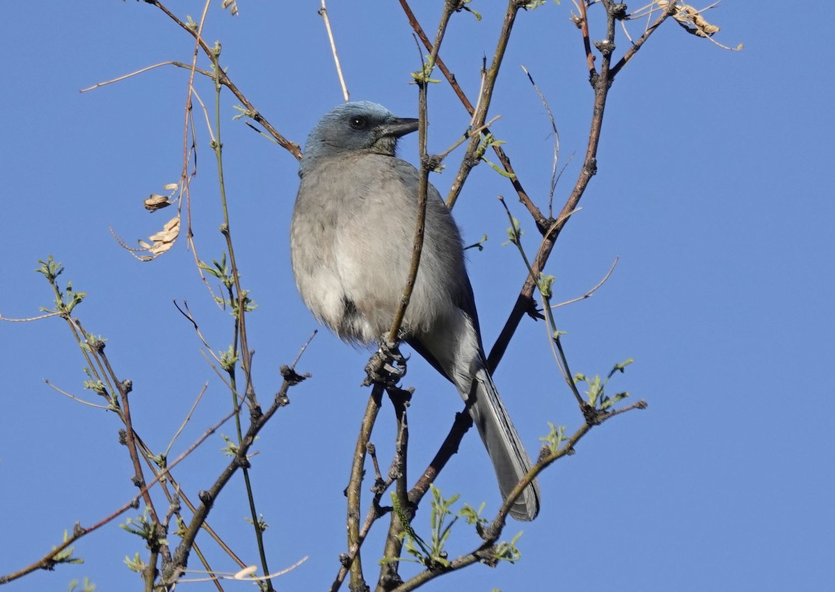 Mexican Jay - ML617789869