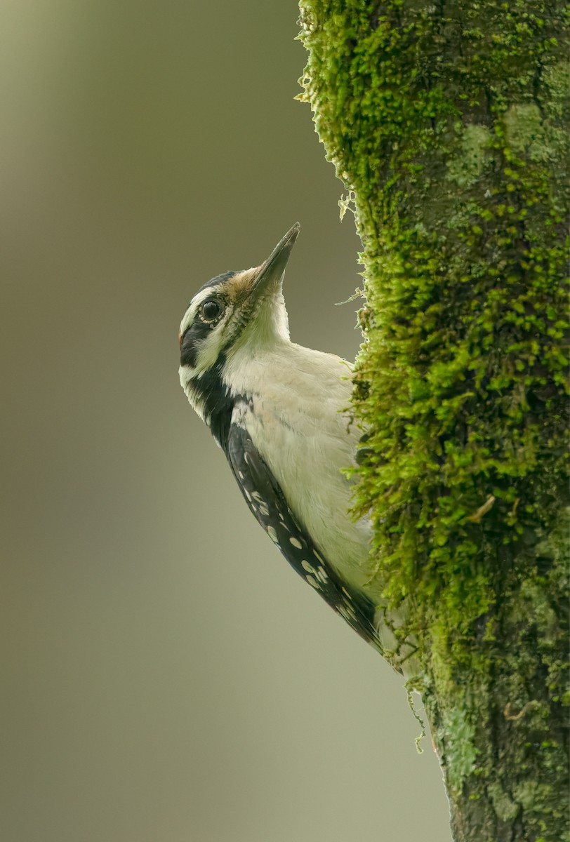 Hairy Woodpecker - Pramod Prabhu