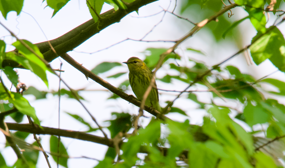 Cape May Warbler - ML617789907