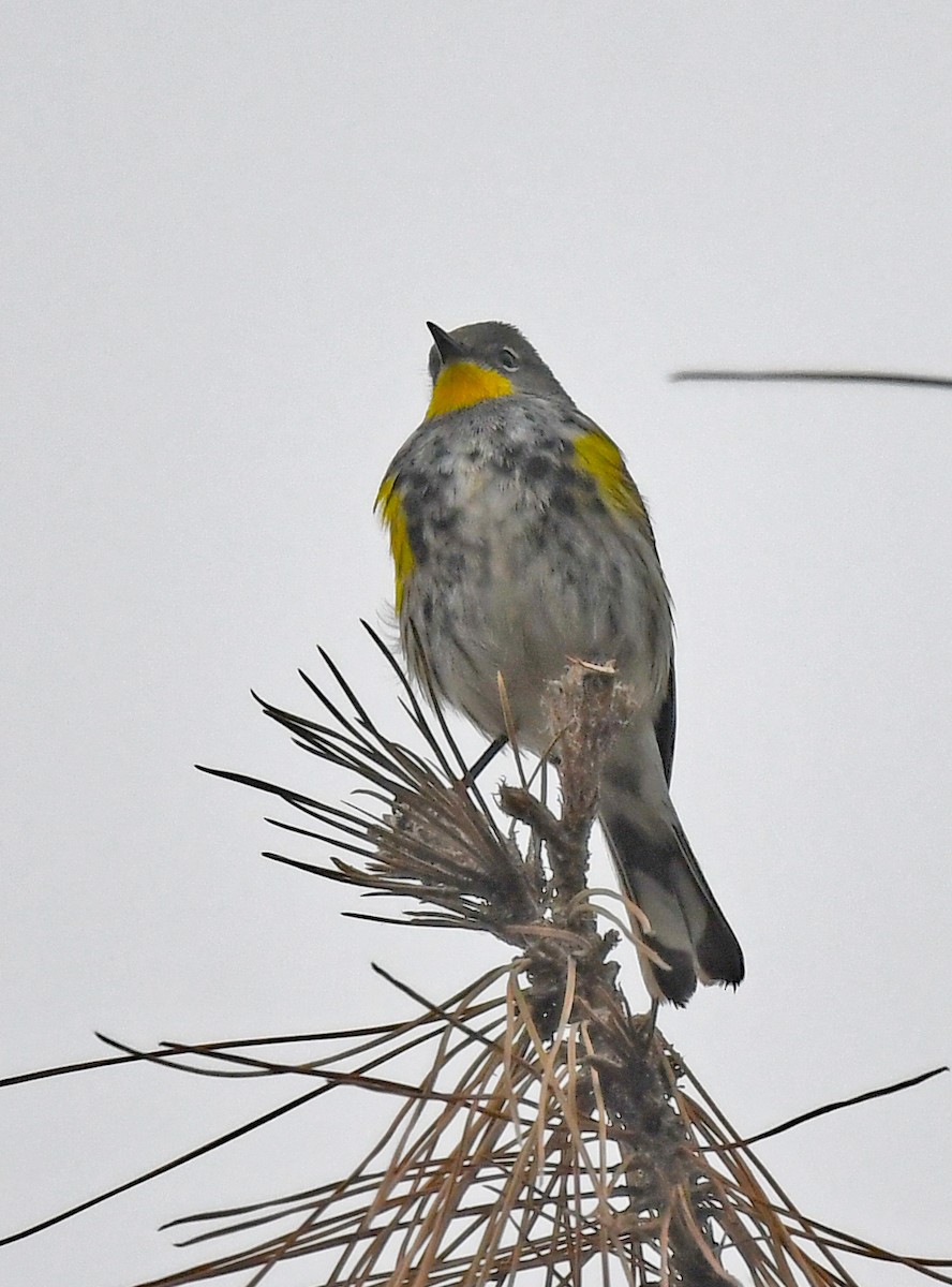 Yellow-rumped Warbler (Audubon's) - ML617789914