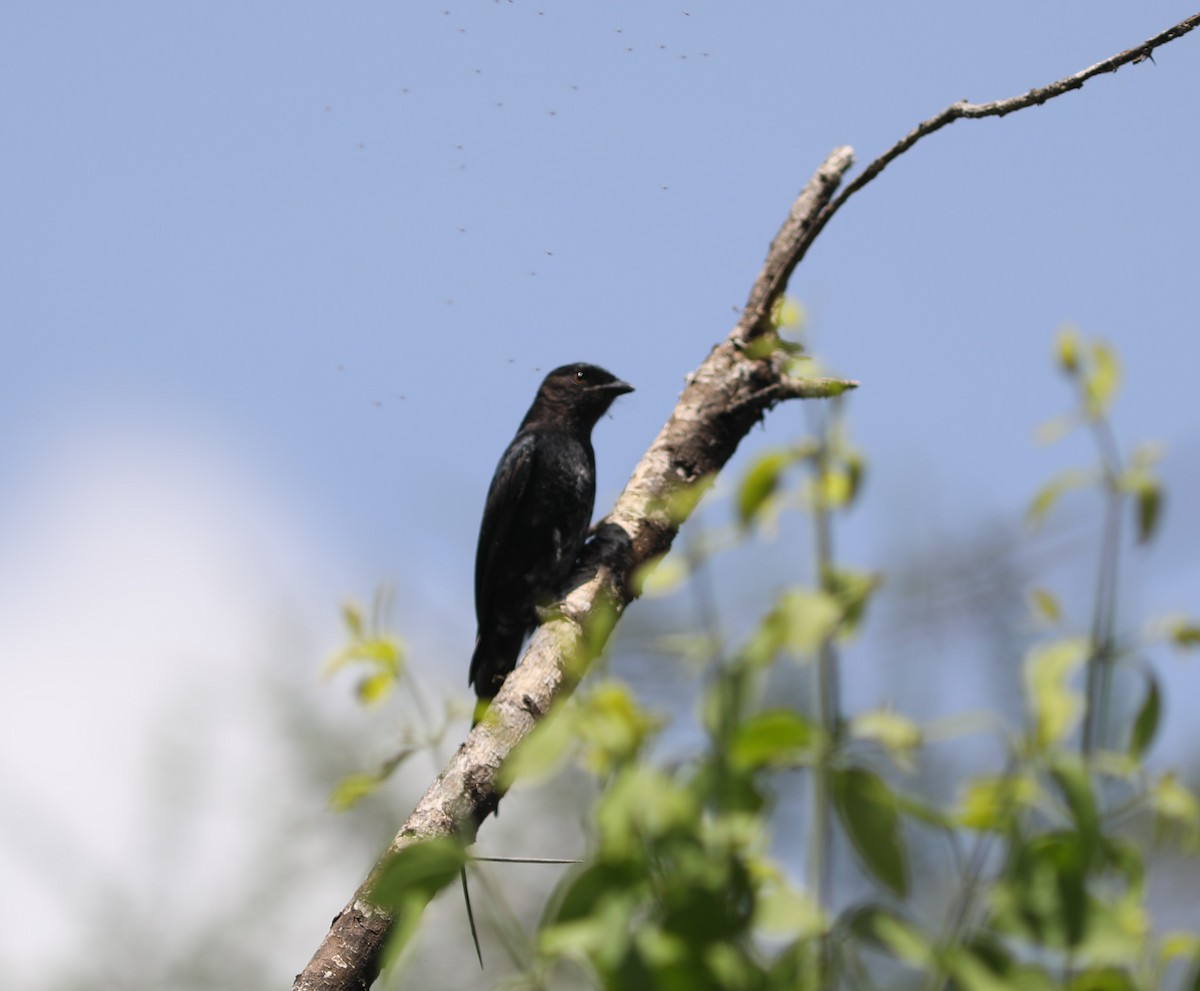 Fork-tailed Drongo - ML617789997