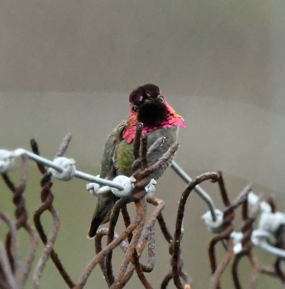 Anna's Hummingbird - ML617790001