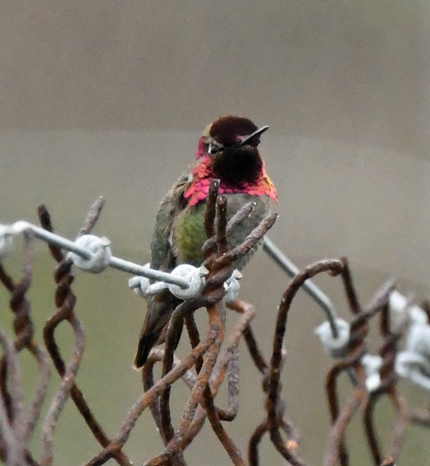 Anna's Hummingbird - ML617790002