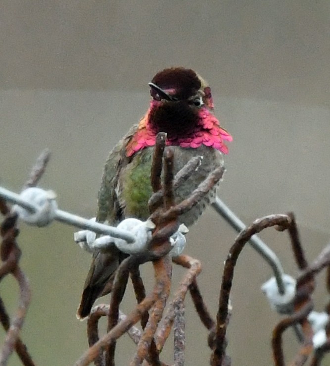 Anna's Hummingbird - ML617790004