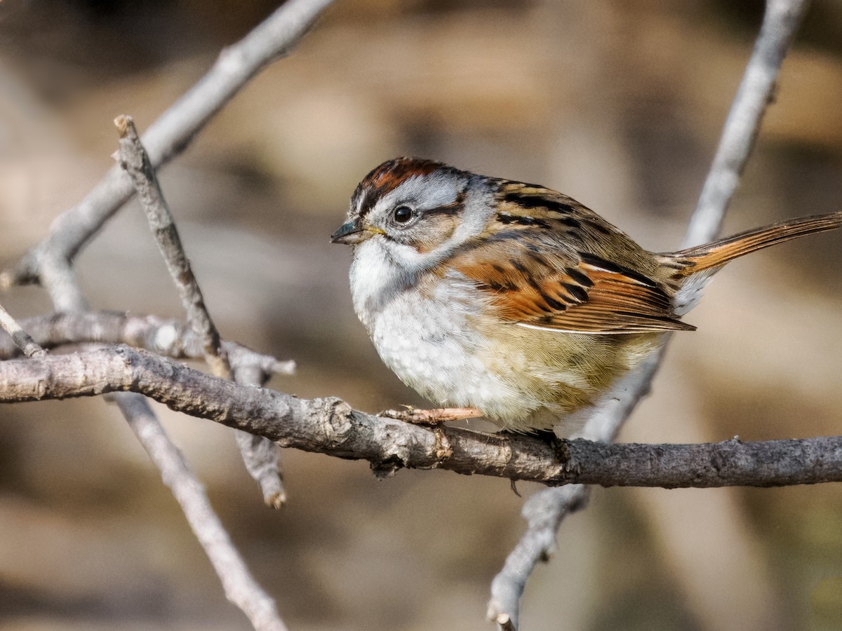 Swamp Sparrow - ML617790087