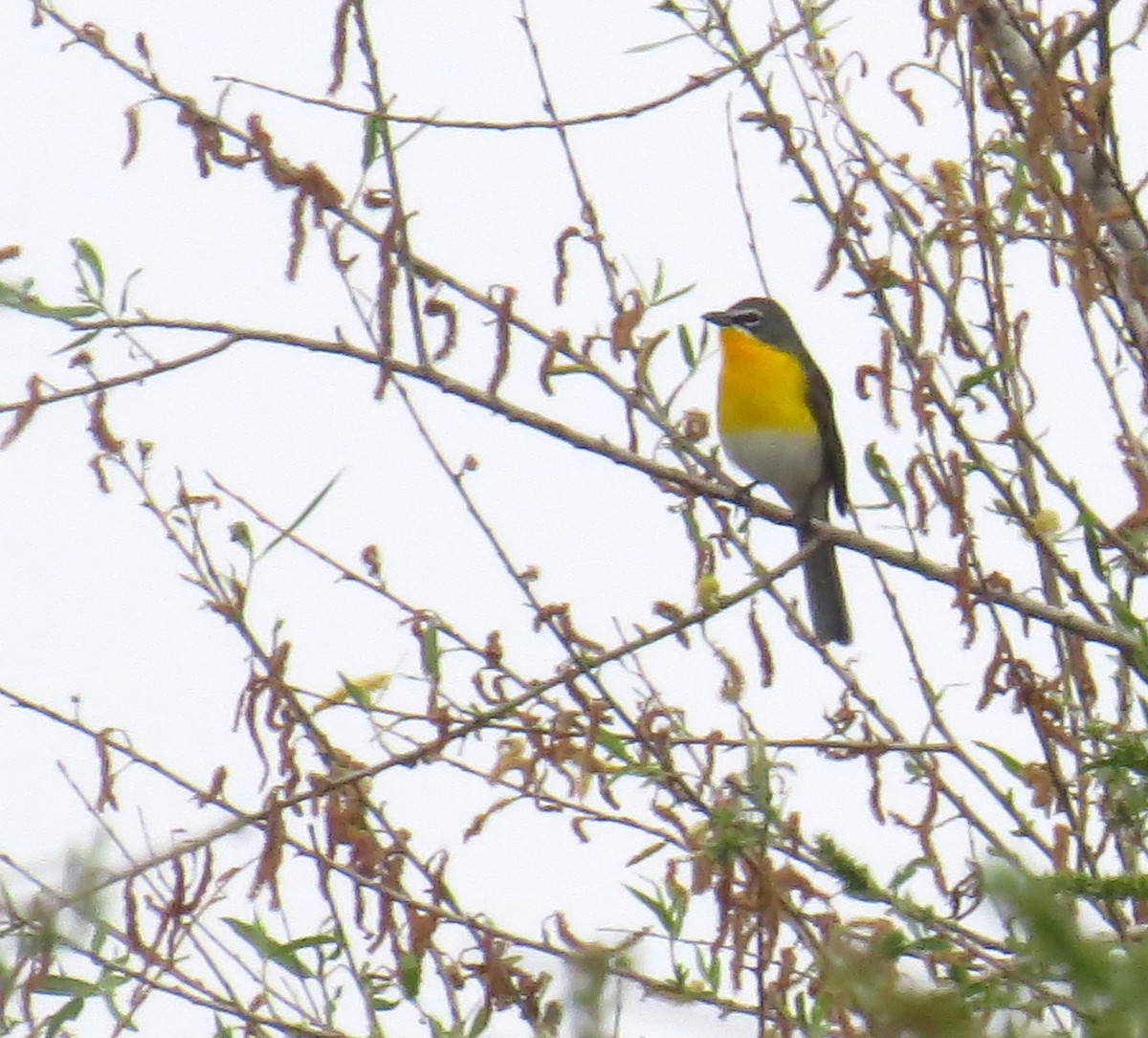 Yellow-breasted Chat - ML617790197