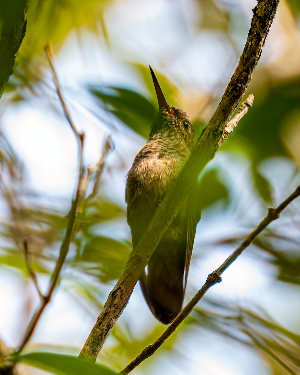 kolibřík bělobradý - ML617790241