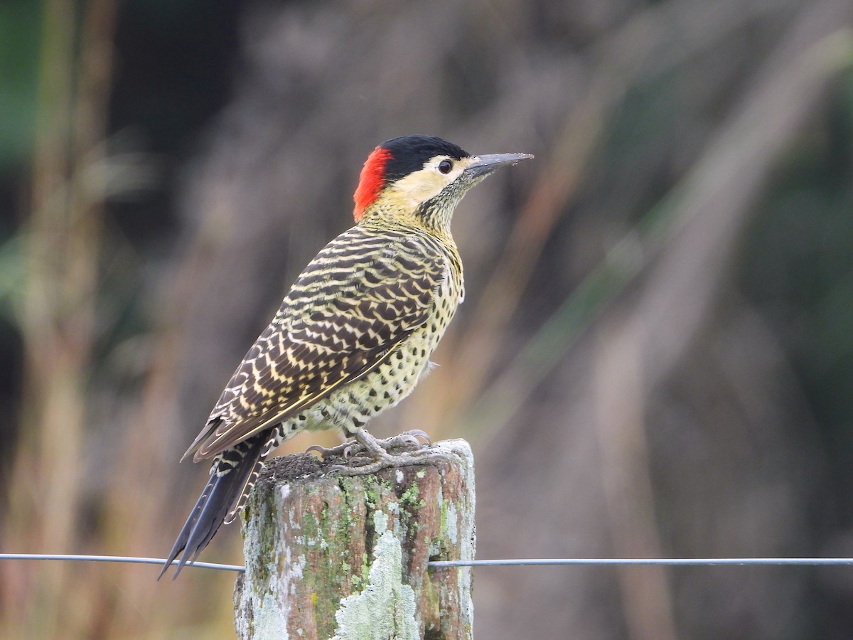 Green-barred Woodpecker - ML617790265
