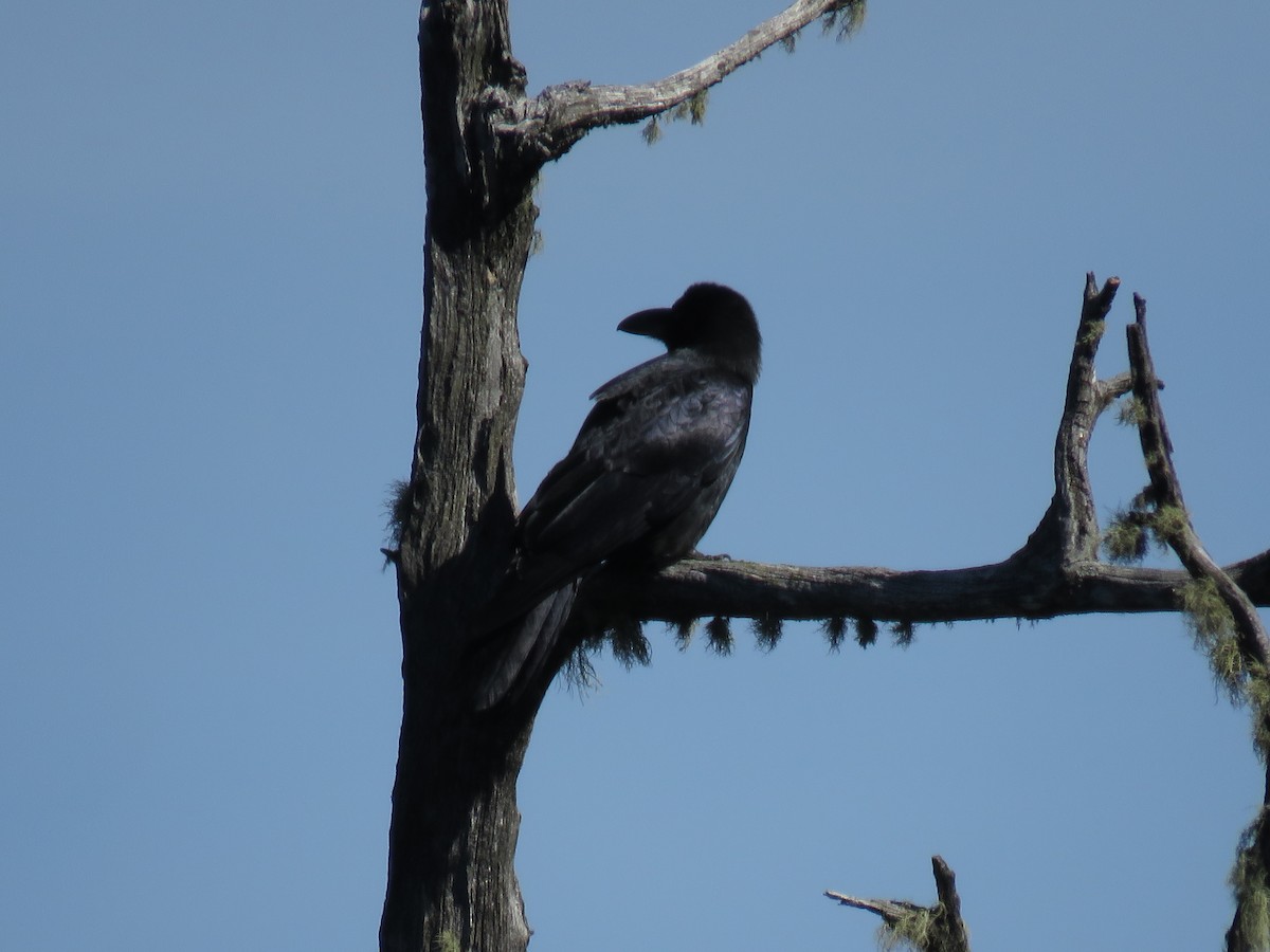 Large-billed Crow (Large-billed) - Sarah Schmidt