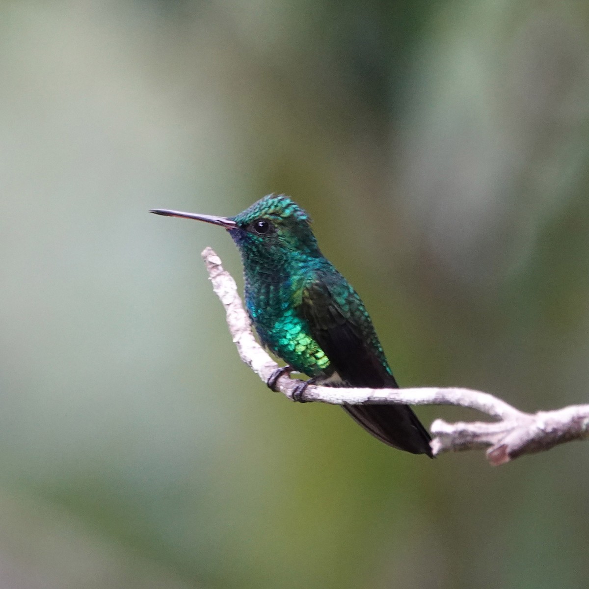 kolibřík modrobradý - ML617790302