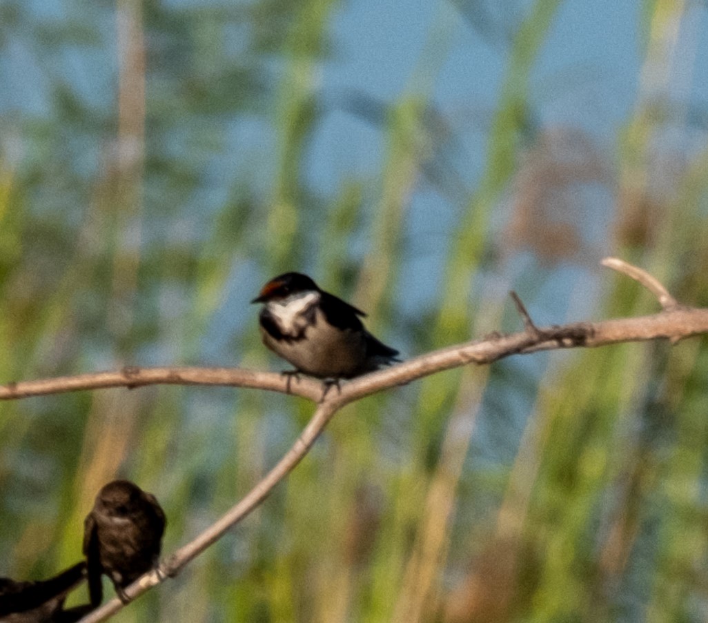 White-throated Swallow - Anne Tucker