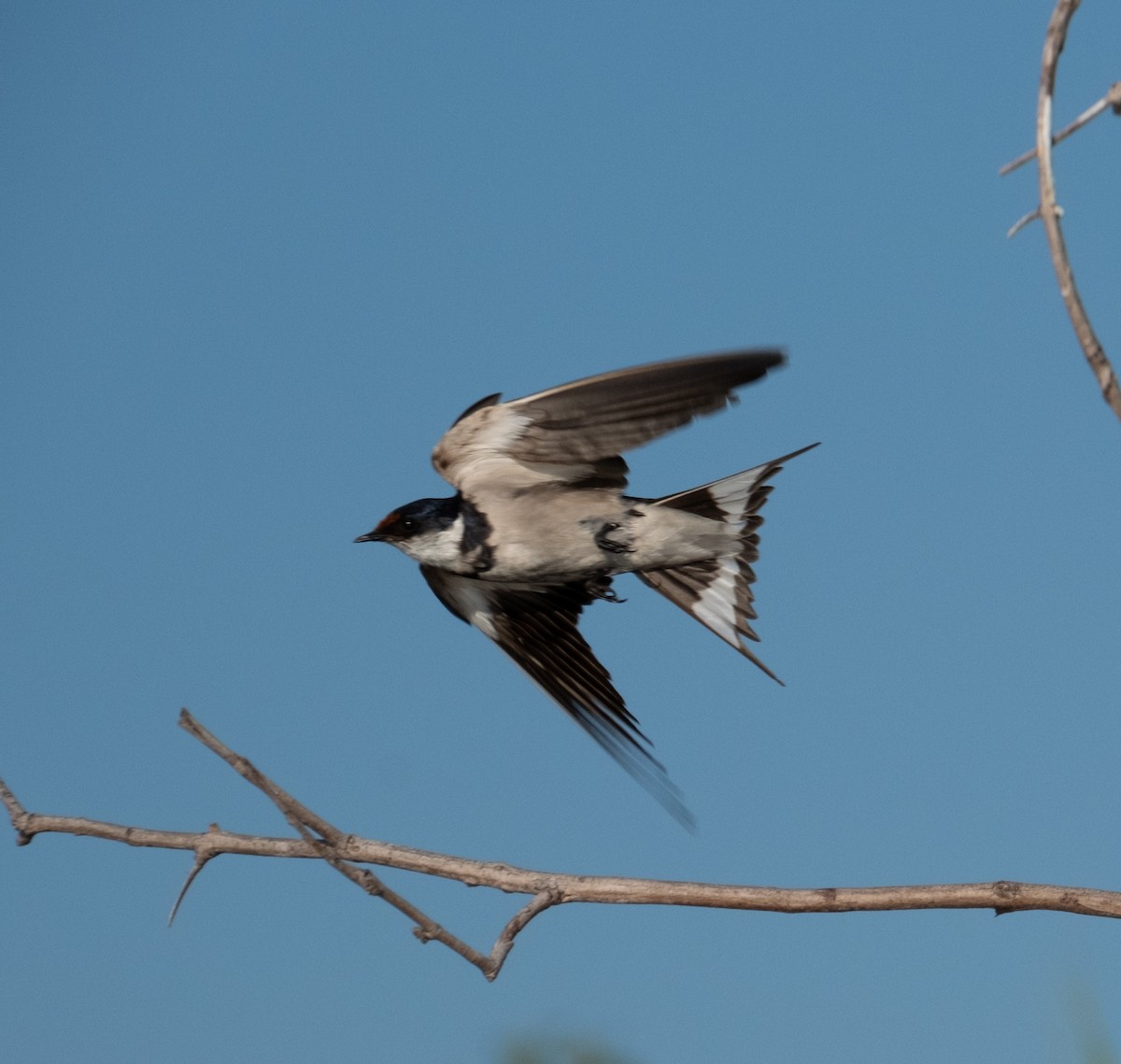 White-throated Swallow - ML617790308