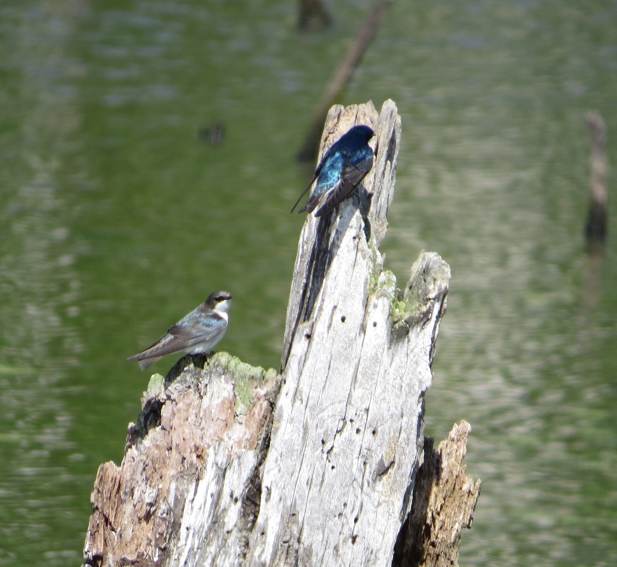 Tree Swallow - carolyn mcallaster