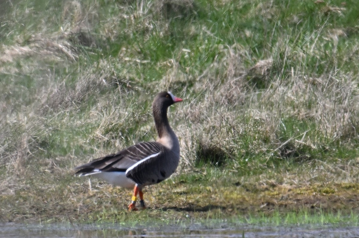 Lesser White-fronted Goose - ML617790447