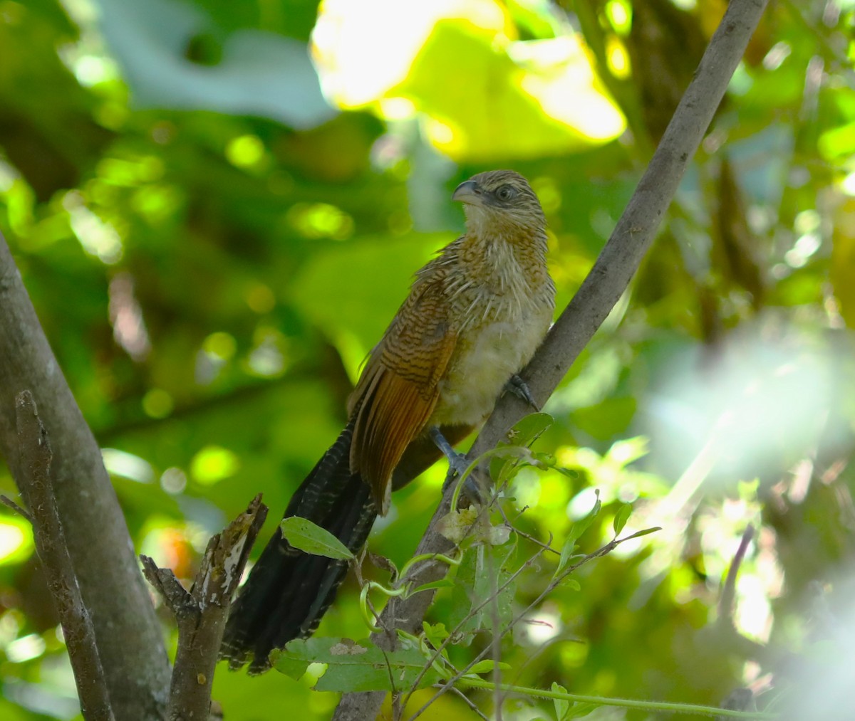 White-browed Coucal - ML617790453