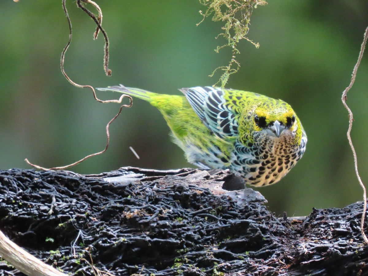 Speckled Tanager - ML617790463
