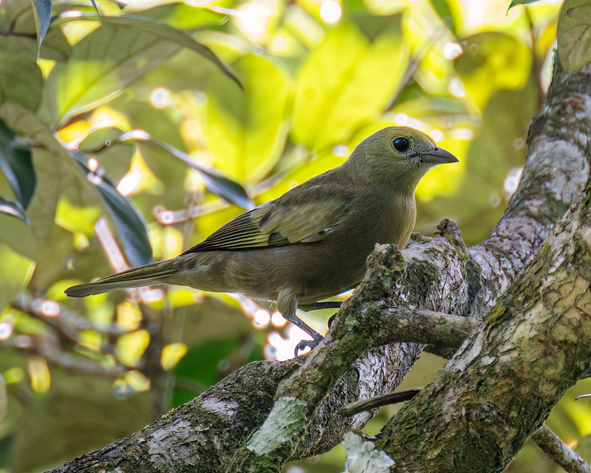 Palm Tanager - ML617790621