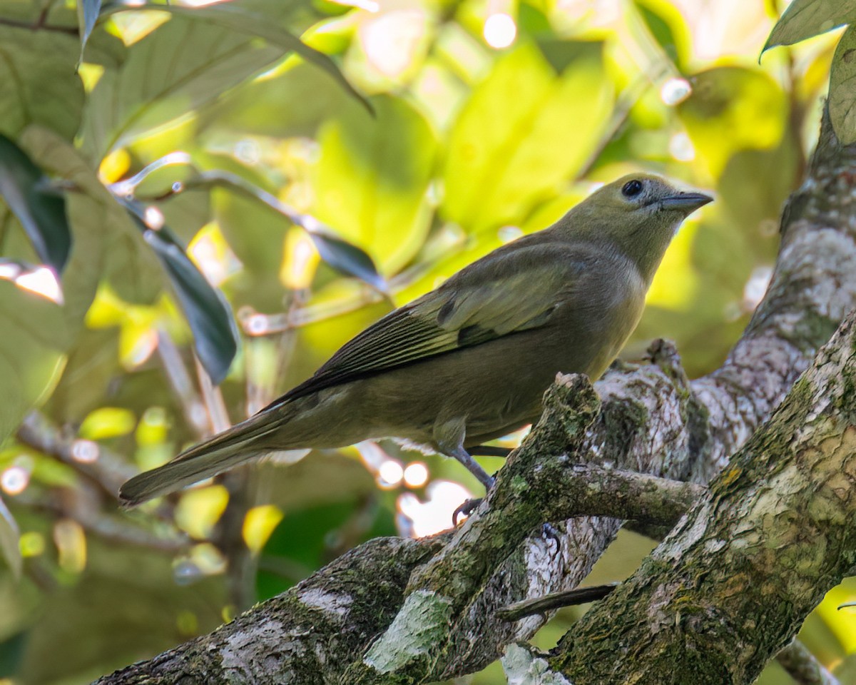 Palm Tanager - ML617790622