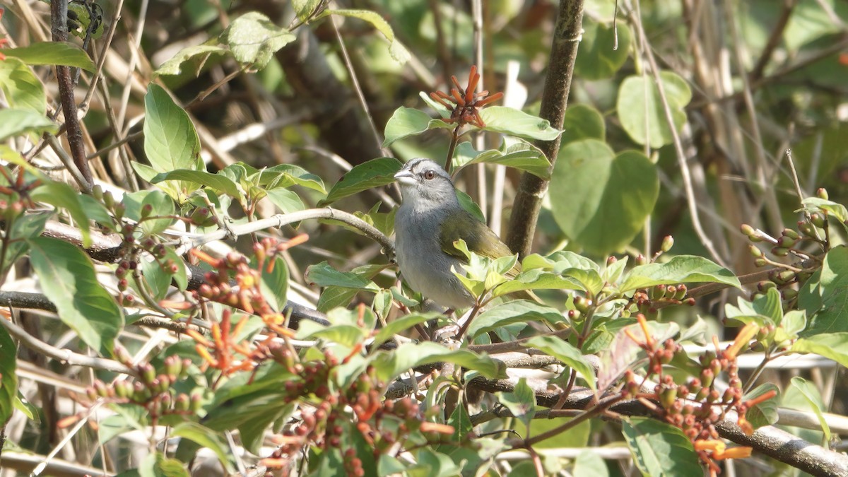Green-backed Sparrow - ML617790623