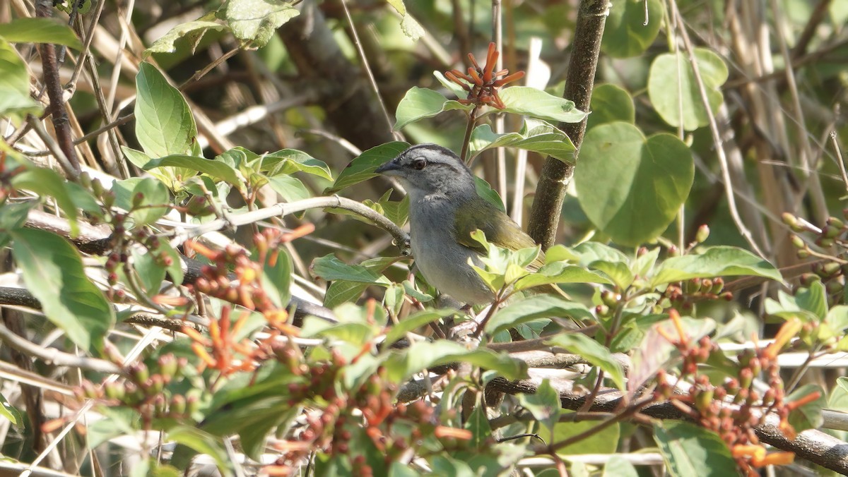 Green-backed Sparrow - ML617790624