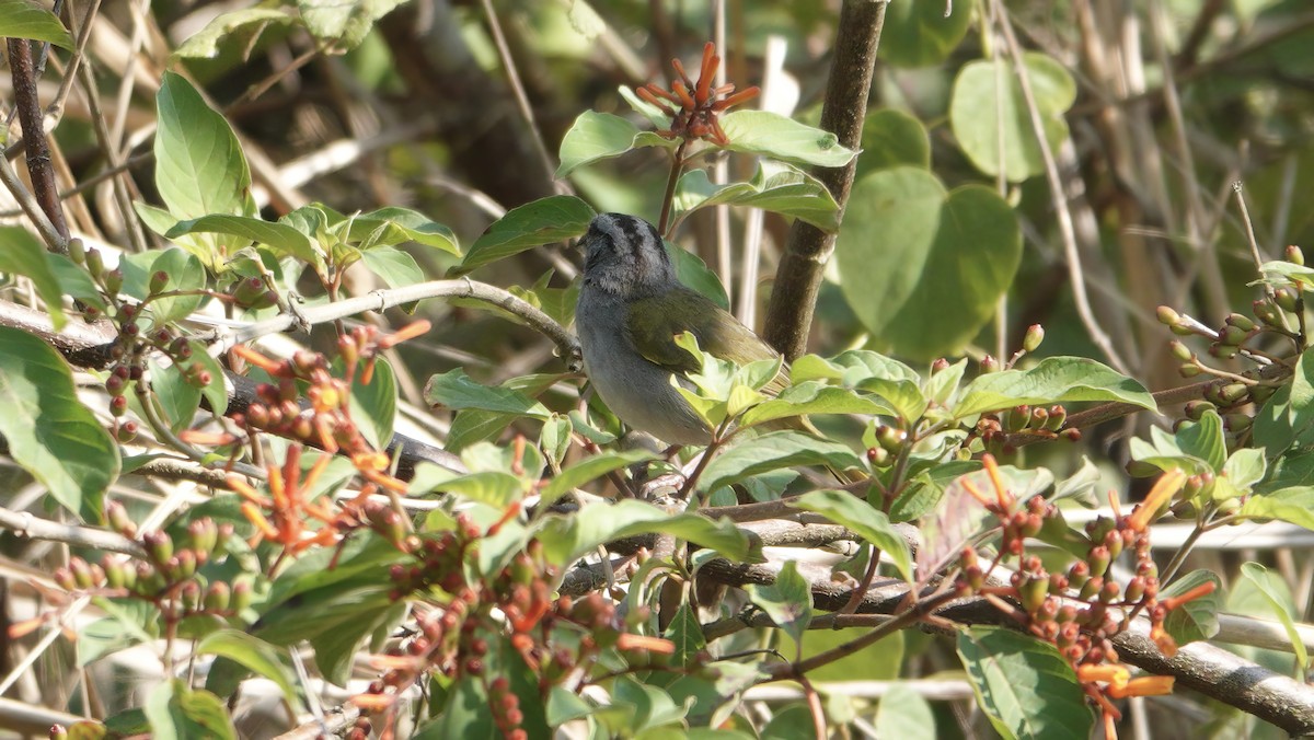 Green-backed Sparrow - ML617790625