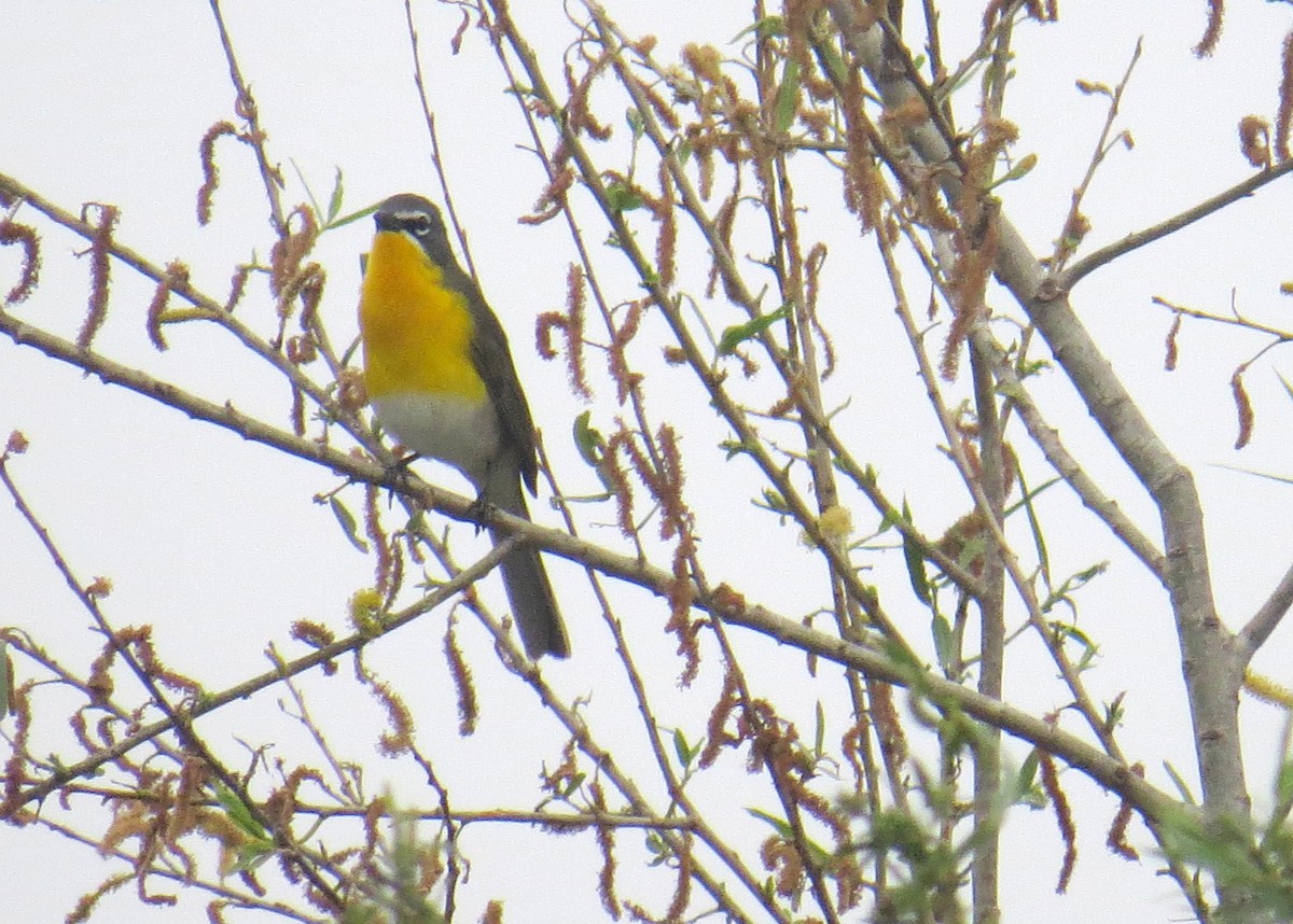Yellow-breasted Chat - ML617790630
