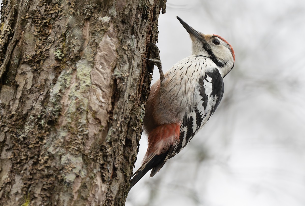 White-backed Woodpecker - Arto Keskinen