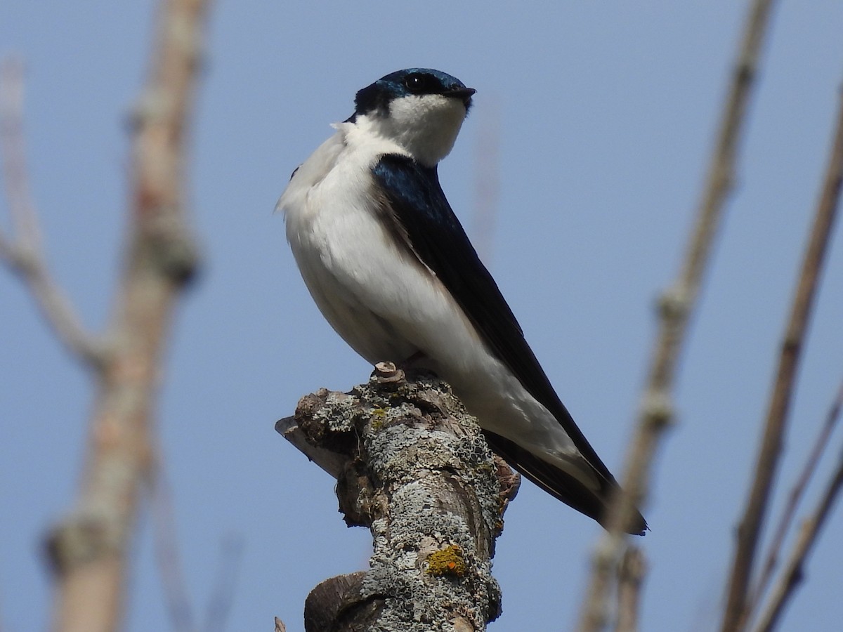 Tree Swallow - Laura Griffin