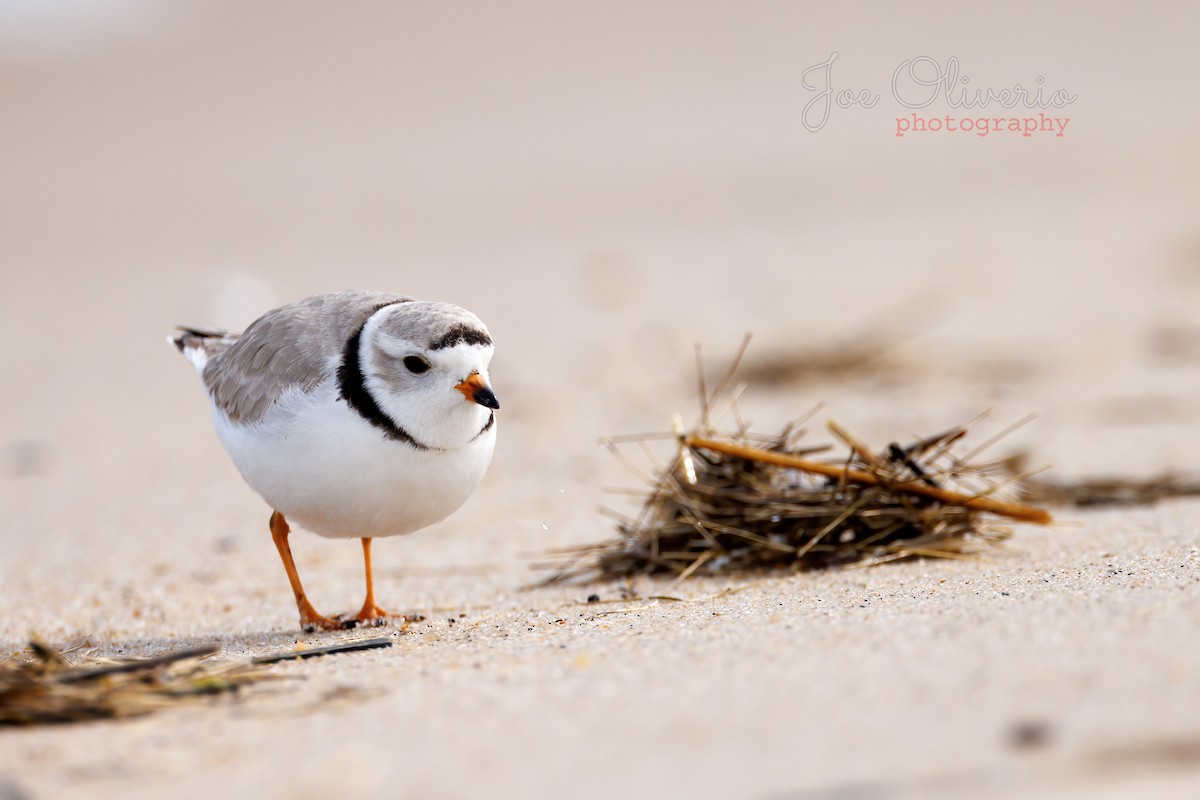 Piping Plover - ML617790714