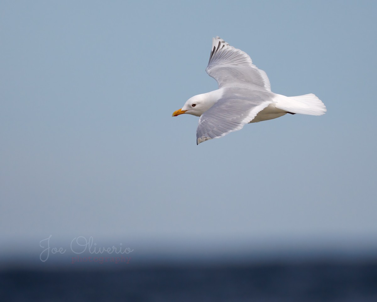 Iceland Gull (kumlieni) - Joe Oliverio