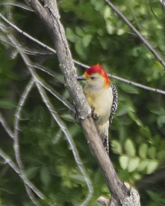 Golden-fronted x Red-bellied Woodpecker (hybrid) - ML617790798