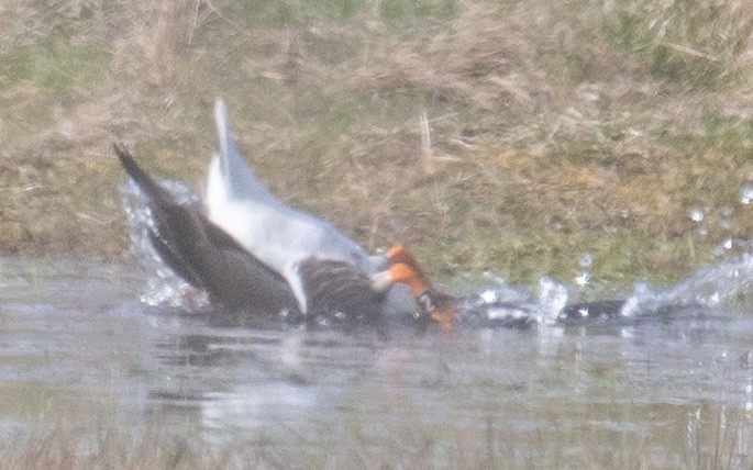 Lesser White-fronted Goose - Ornulf Asker