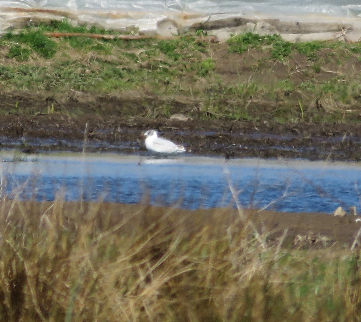eBird Checklist 22 Apr 2024 Bolton Flats WMABolton 14 species