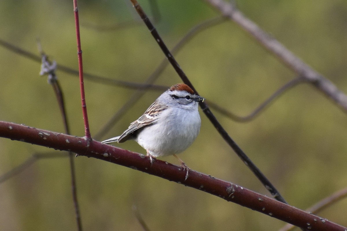 Chipping Sparrow - ML617790906