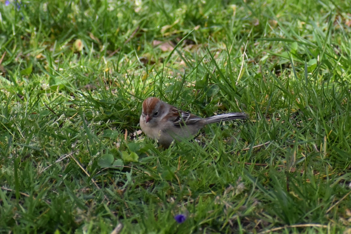 Field Sparrow - David Lichter