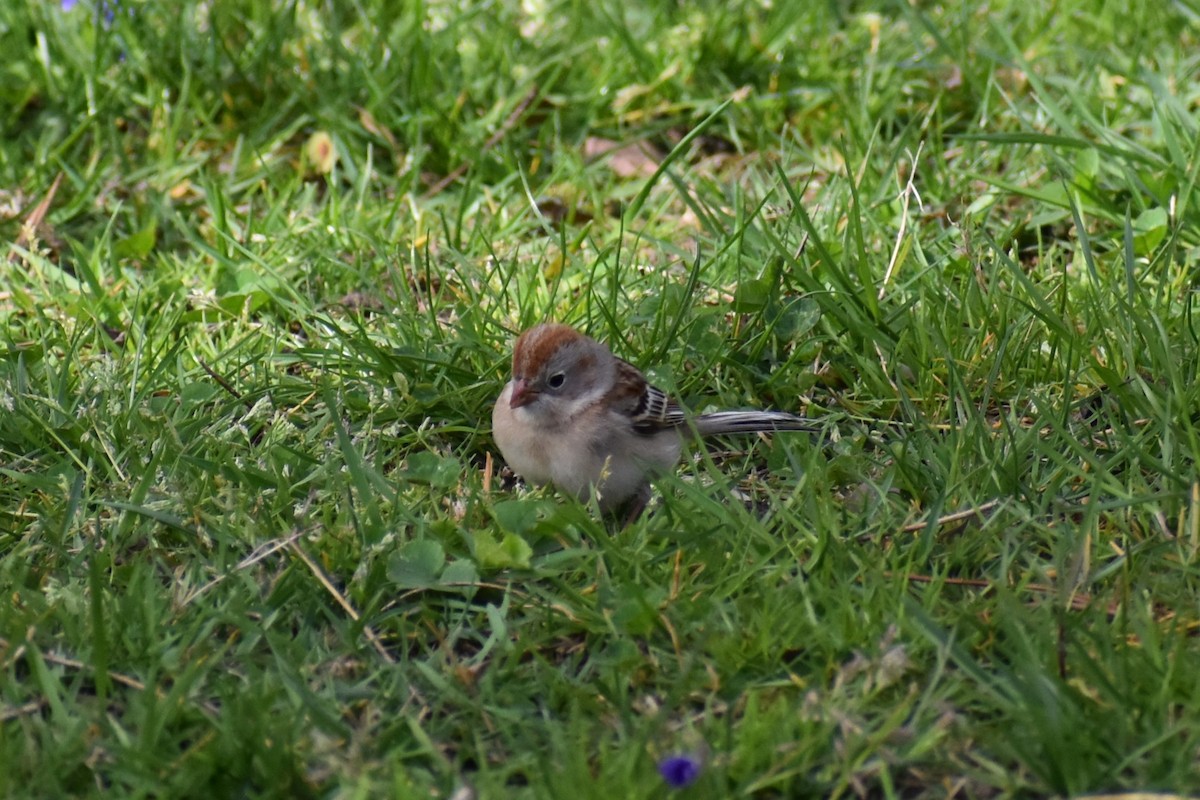 Field Sparrow - ML617790915