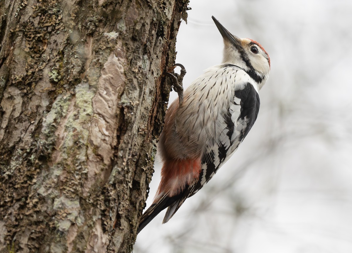 White-backed Woodpecker - ML617790916