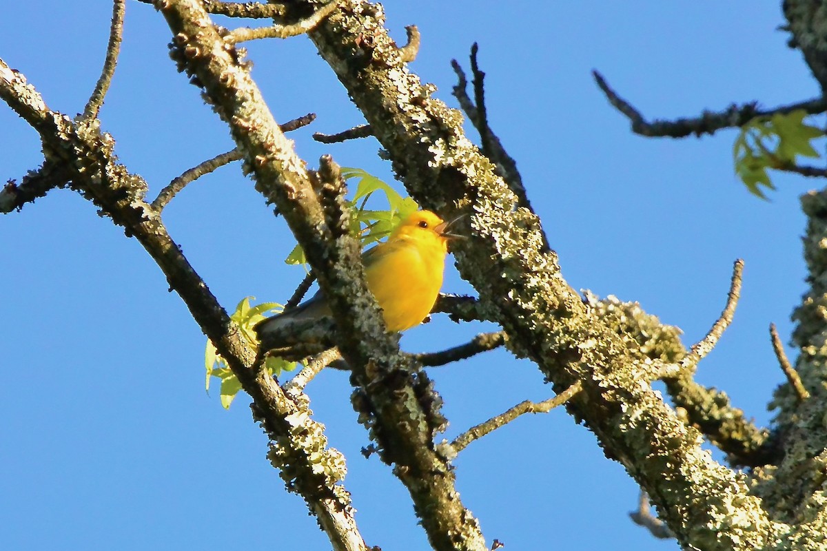 Prothonotary Warbler - ML617791054