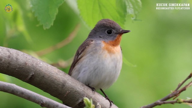 Red-breasted Flycatcher - ML617791079