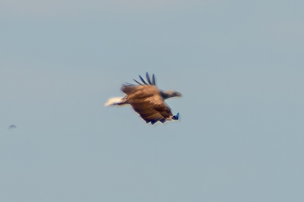 White-tailed Eagle - ML617791116