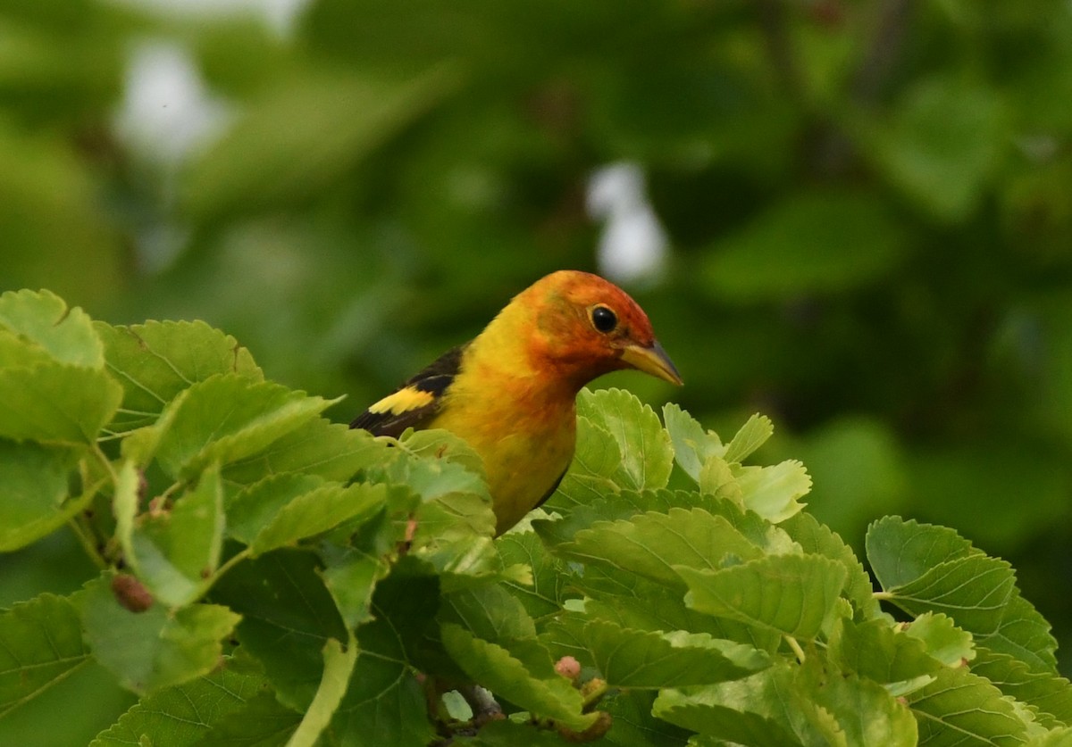 Western Tanager - ML617791151