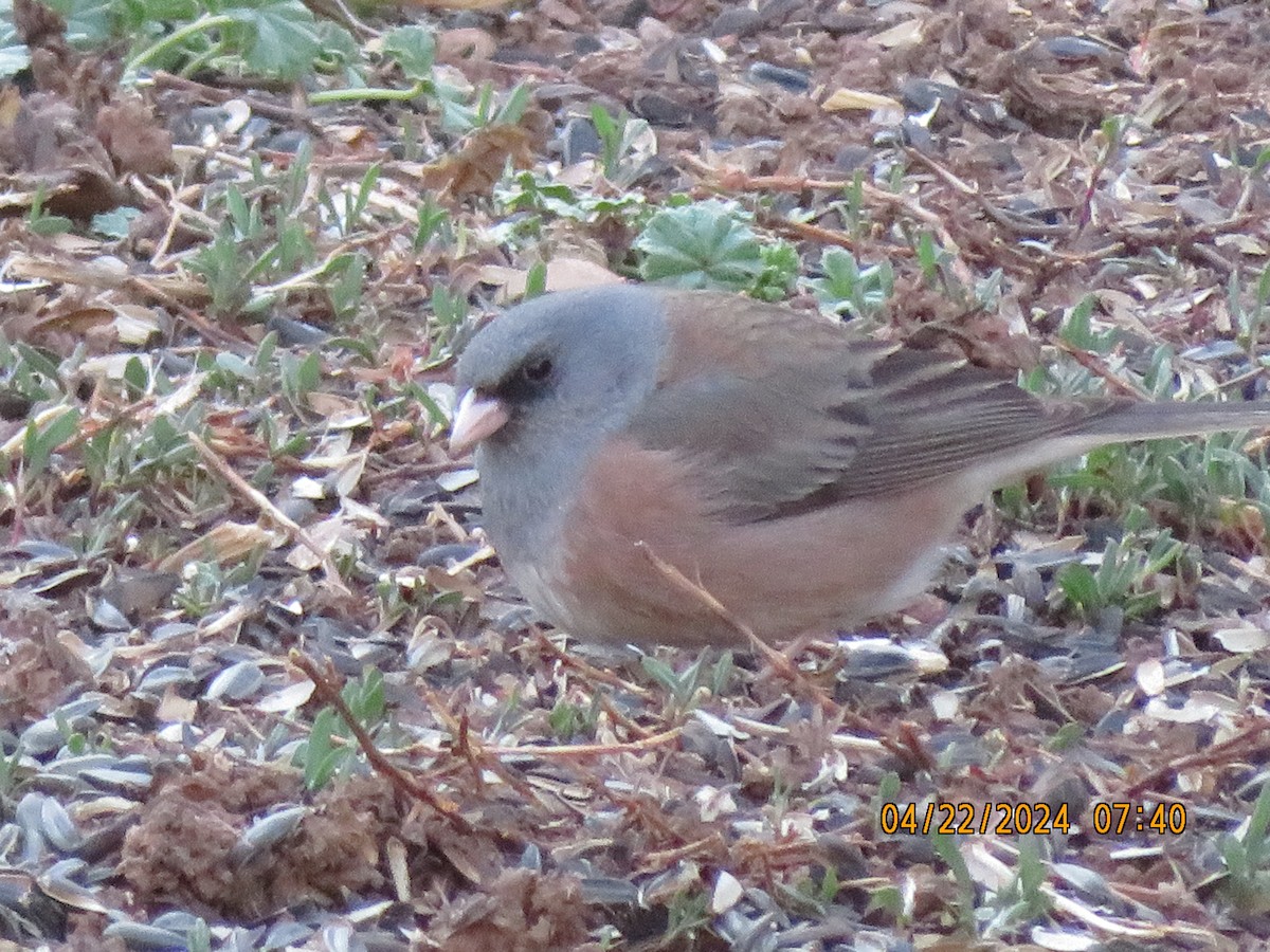 Dark-eyed Junco (Pink-sided) - Anonymous