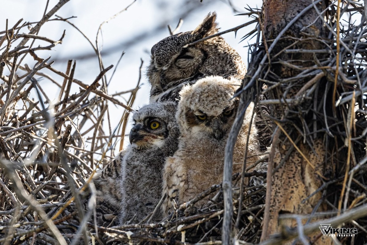 Great Horned Owl - Eric Peterson