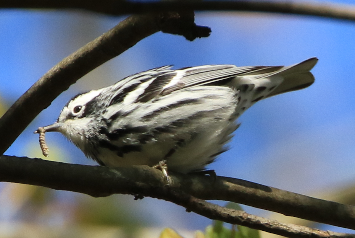 Black-and-white Warbler - ML617791160