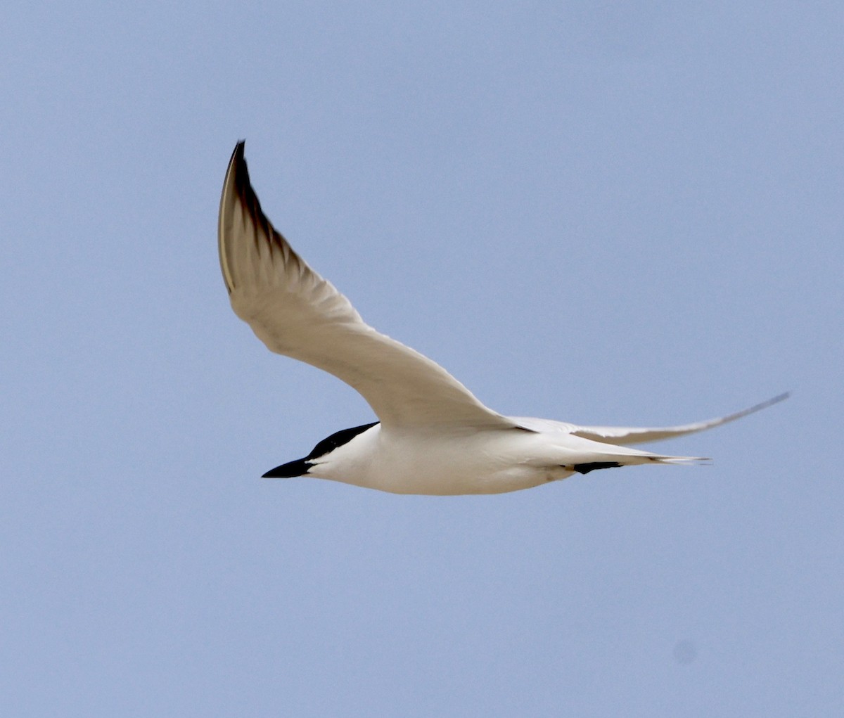 Gull-billed Tern - Carolyn Thiele