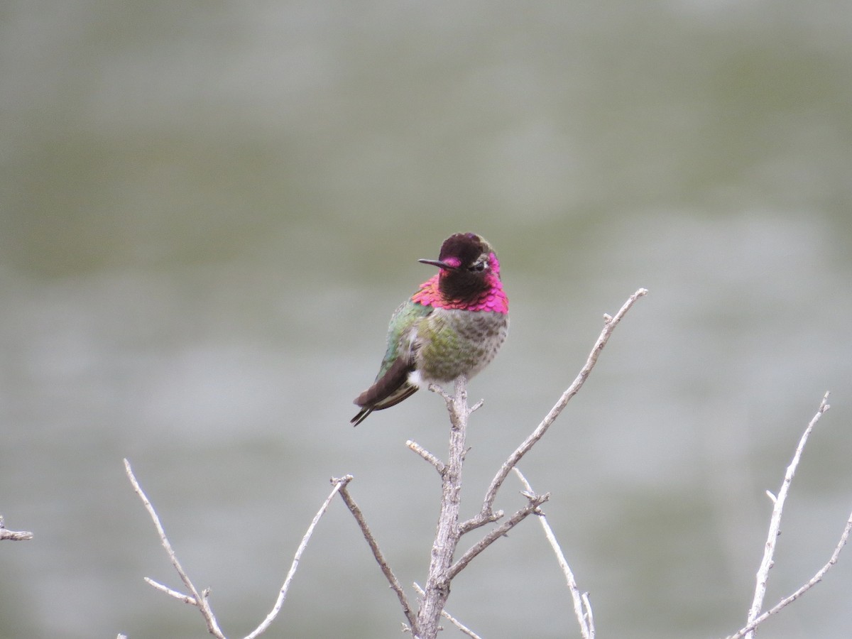 Anna's Hummingbird - ML617791308