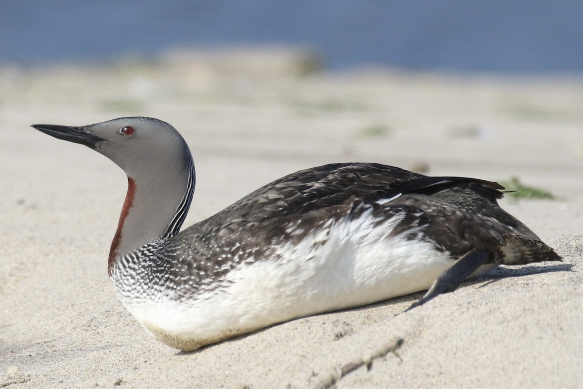 Red-throated Loon - ML617791315