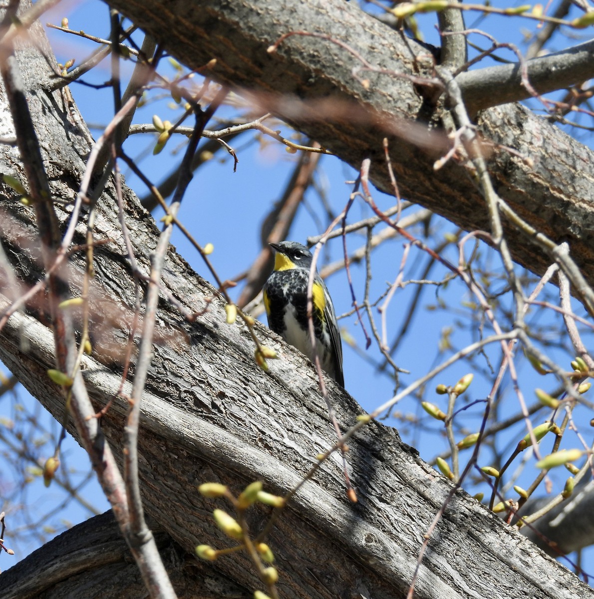Yellow-rumped Warbler (Audubon's) - ML617791321